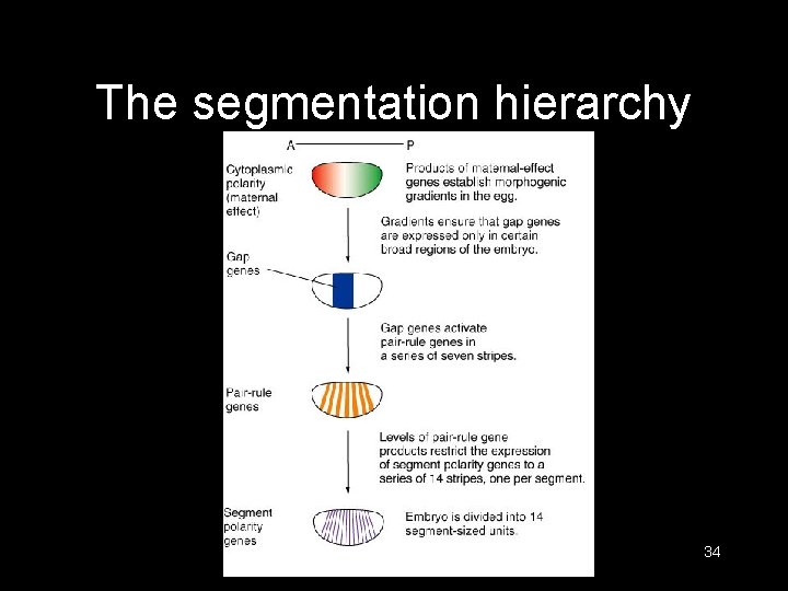 The segmentation hierarchy 34 