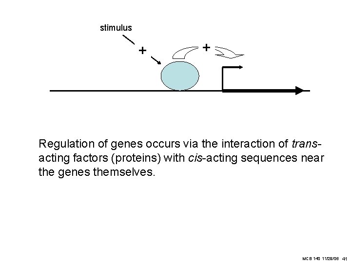 stimulus + + Regulation of genes occurs via the interaction of transacting factors (proteins)
