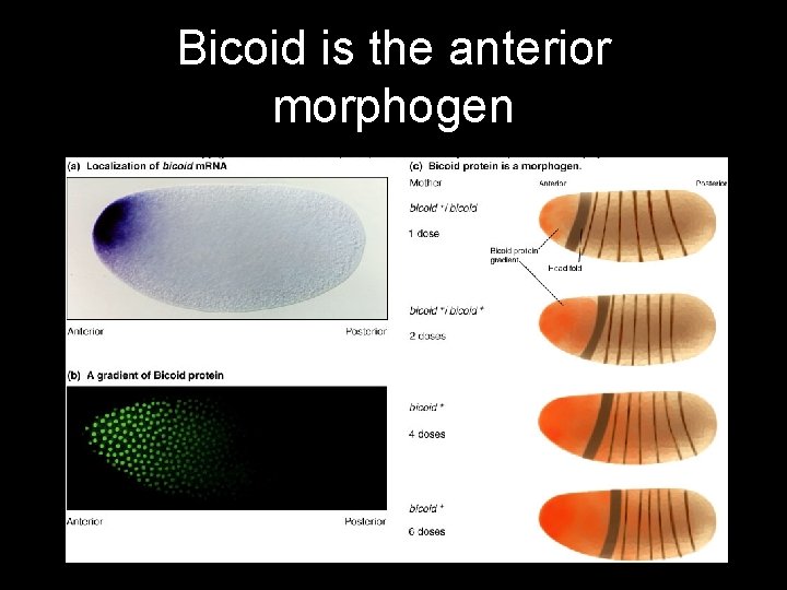 Bicoid is the anterior morphogen 44 