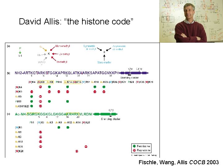 David Allis: “the histone code” Fischle, Wang, Allis COCB 2003 