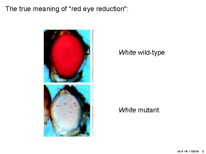 The true meaning of "red eye reduction": White wild-type White mutant MCB 140 11/29/06