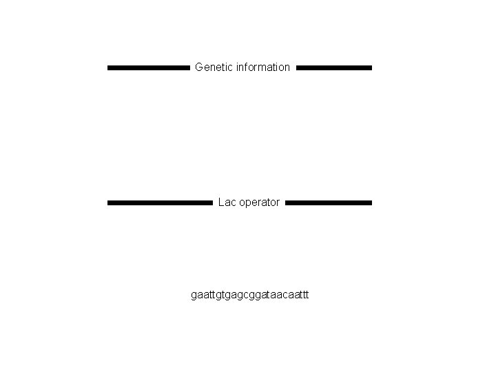 Genetic information Lac operator gaattgtgagcggataacaattt 