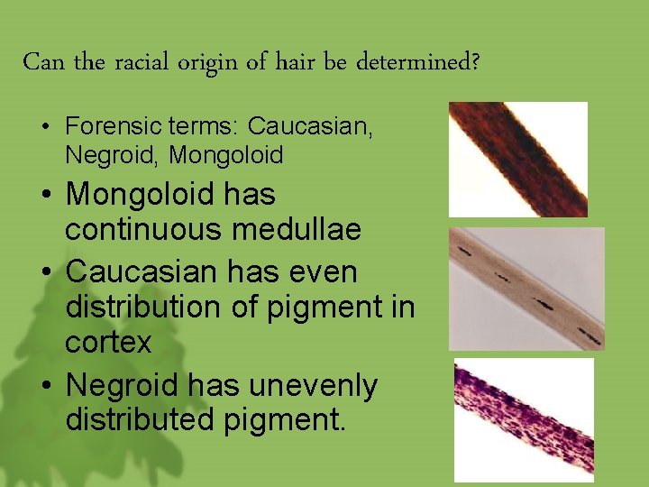 Can the racial origin of hair be determined? • Forensic terms: Caucasian, Negroid, Mongoloid