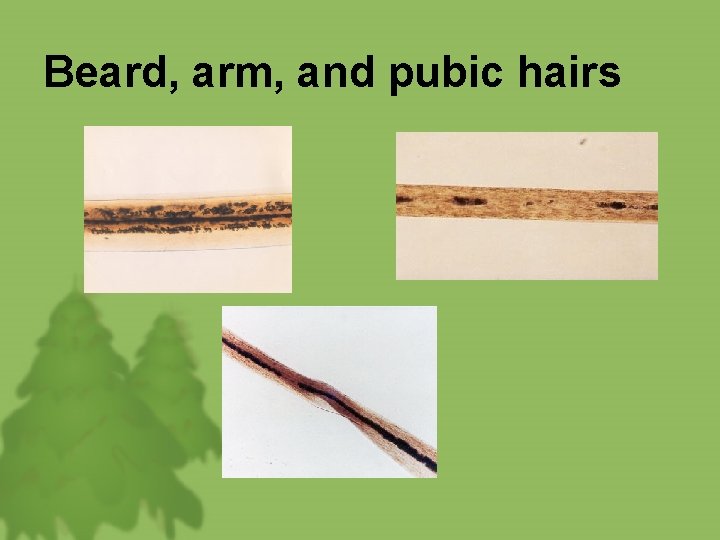 Beard, arm, and pubic hairs 