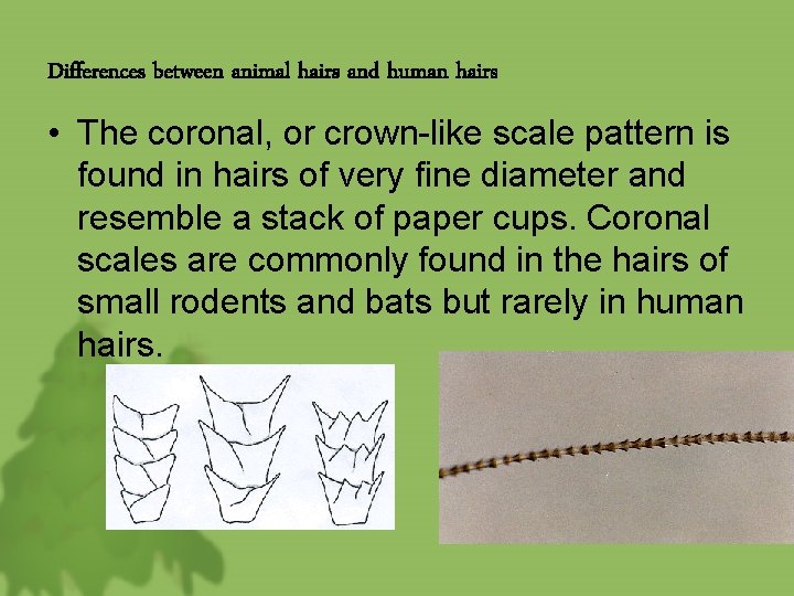 Differences between animal hairs and human hairs • The coronal, or crown-like scale pattern