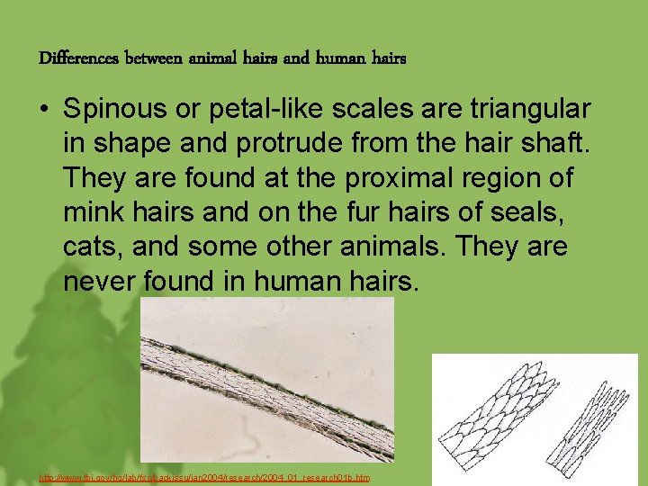 Differences between animal hairs and human hairs • Spinous or petal-like scales are triangular