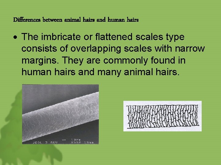 Differences between animal hairs and human hairs The imbricate or flattened scales type consists