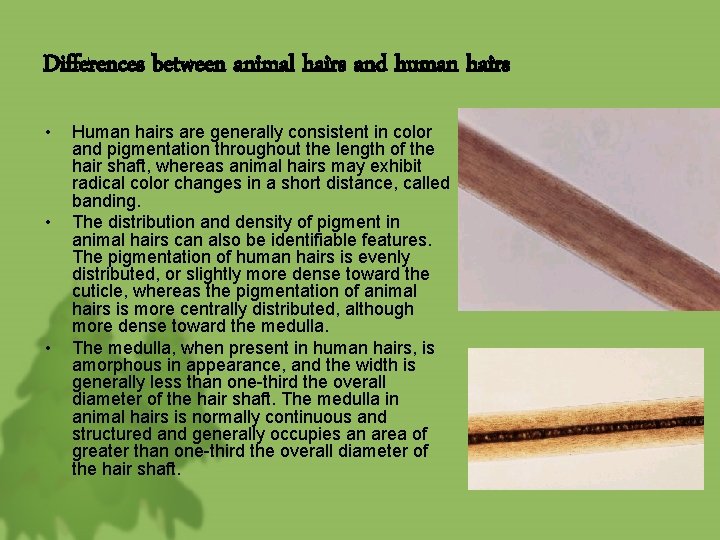 Differences between animal hairs and human hairs • • • Human hairs are generally