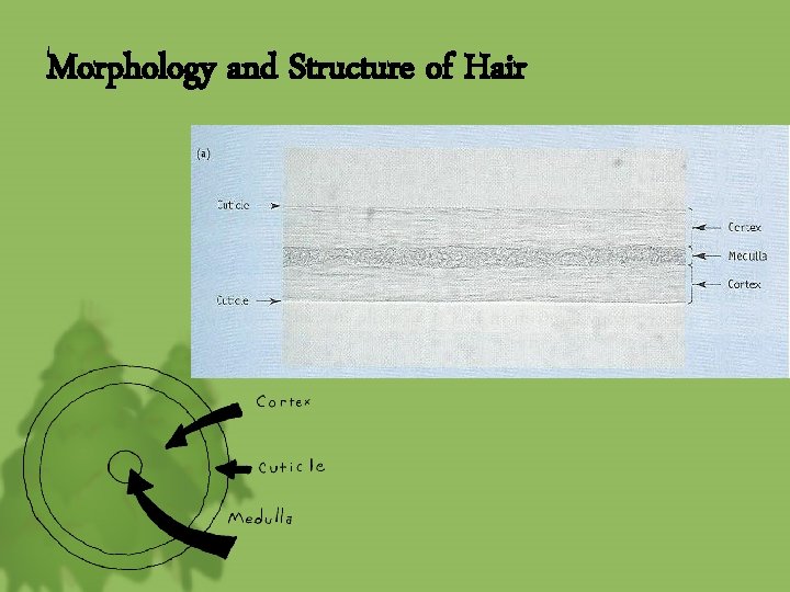 Morphology and Structure of Hair 