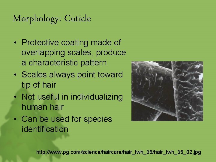 morphology structure of human hair
