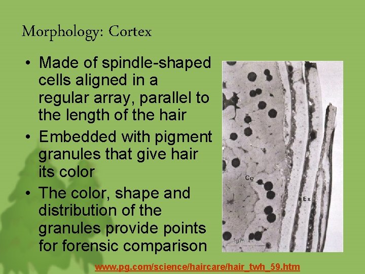 Morphology: Cortex • Made of spindle-shaped cells aligned in a regular array, parallel to