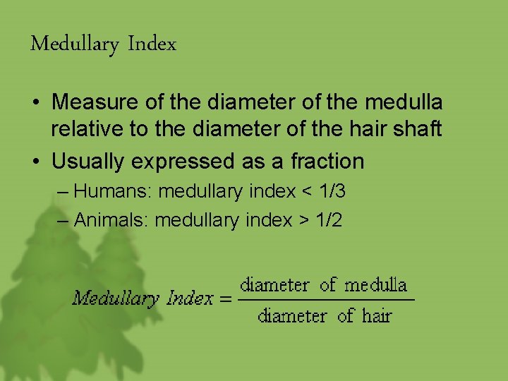Medullary Index • Measure of the diameter of the medulla relative to the diameter