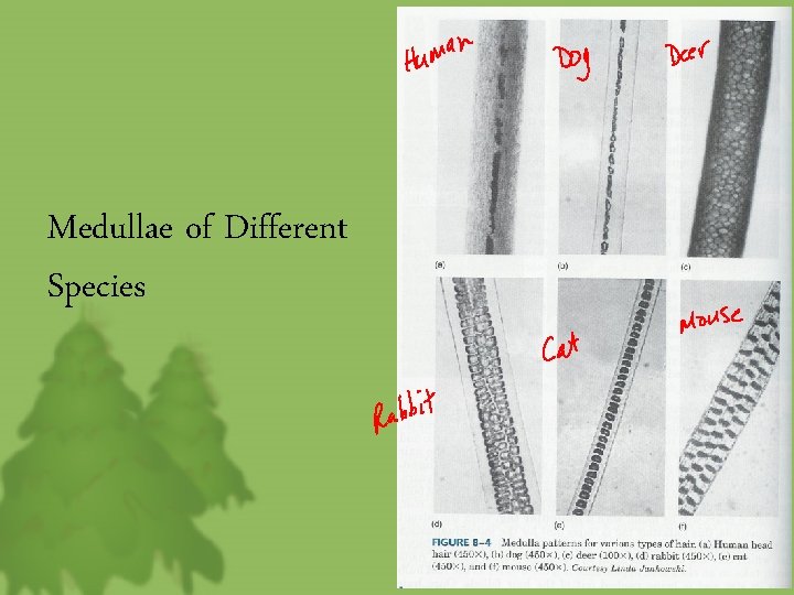 Medullae of Different Species 