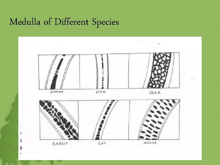 Medulla of Different Species 