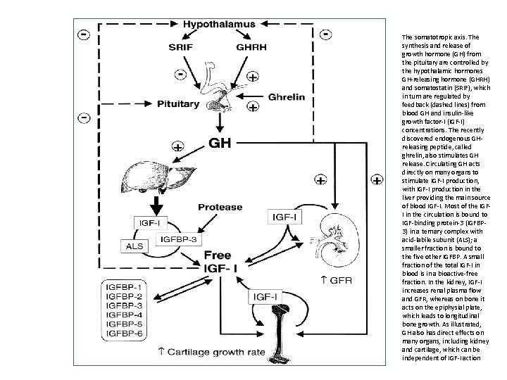 The somatotropic axis. The synthesis and release of growth hormone (GH) from the pituitary