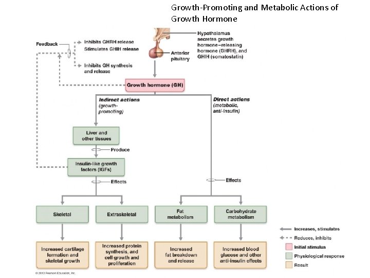 Growth-Promoting and Metabolic Actions of Growth Hormone 
