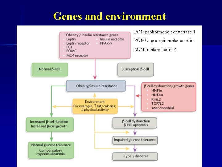Genes and environment PC 1: prohormone convertase 1 POMC: pro-opiomelanocortin MC 4: melanocortin-4 