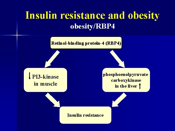 Insulin resistance and obesity/RBP 4 Retinol-binding protein-4 (RBP 4) PI 3 -kinase in muscle