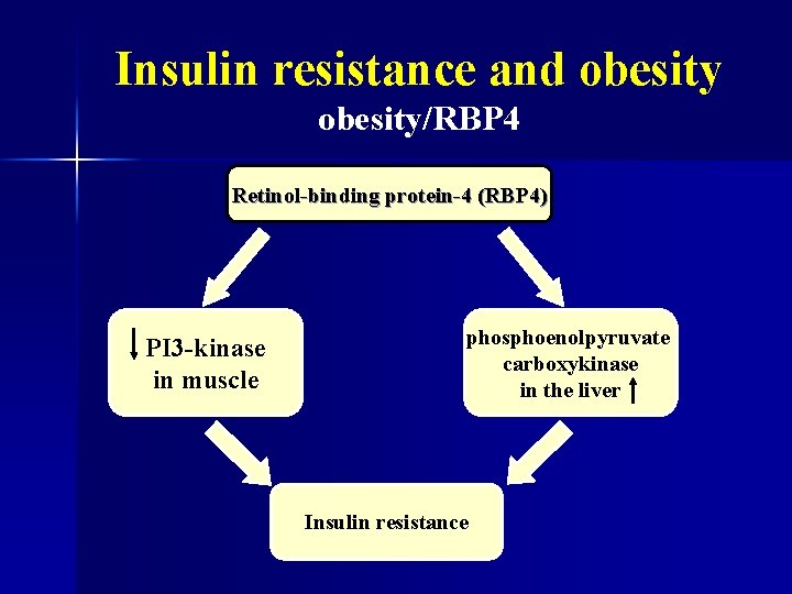 Insulin resistance and obesity/RBP 4 Retinol-binding protein-4 (RBP 4) PI 3 -kinase in muscle