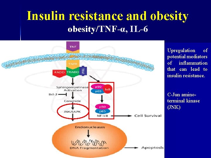 Insulin resistance and obesity/TNF-α, IL-6 Upregulation of potential mediators of inflammation that can lead