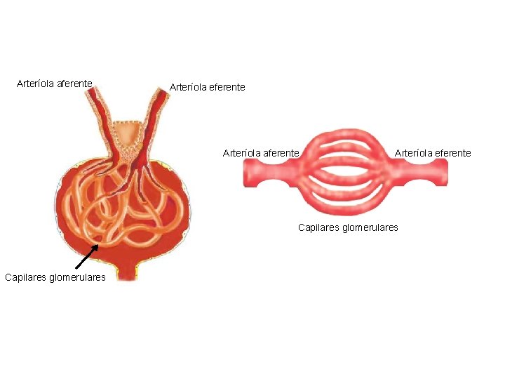 Arteríola aferente Arteríola eferente Capilares glomerulares 