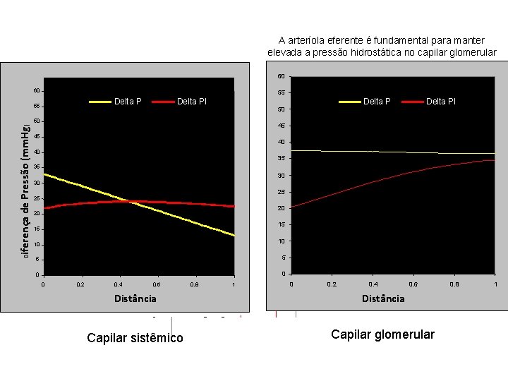 A arteríola eferente é fundamental para manter elevada a pressão hidrostática no capilar glomerular