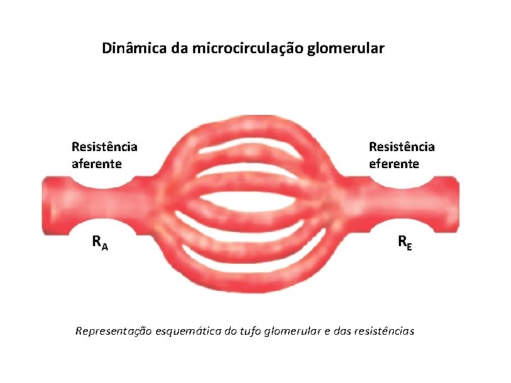 Dinâmica da microcirculação glomerular Resistência aferente RA Resistência eferente RE Representação esquemática do tufo