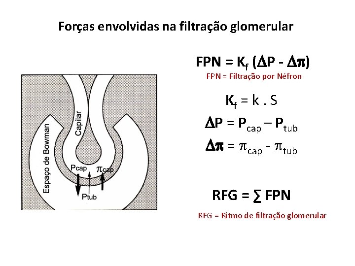 Forças envolvidas na filtração glomerular FPN = Kf ( P - ) FPN =