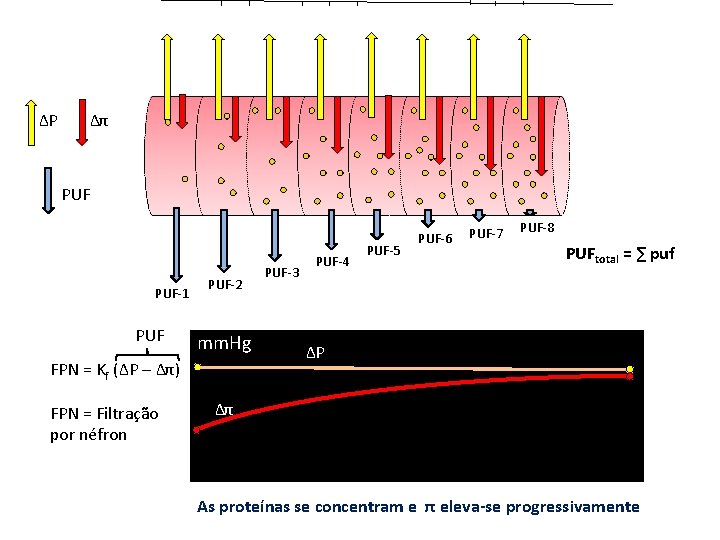 ΔP Δπ PUF-1 PUF-2 mm. Hg FPN = Kf (ΔP – Δπ) FPN =