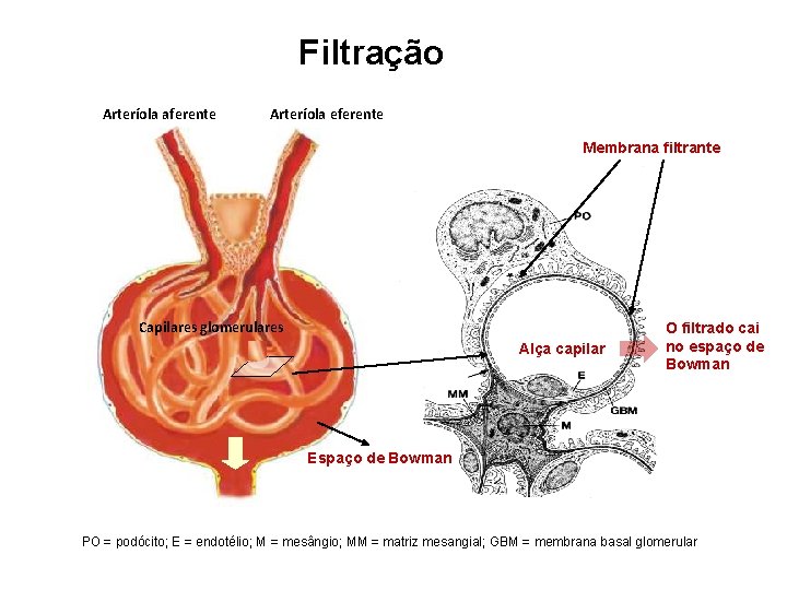 Filtração Arteríola aferente Arteríola eferente Membrana filtrante Capilares glomerulares Alça capilar O filtrado cai