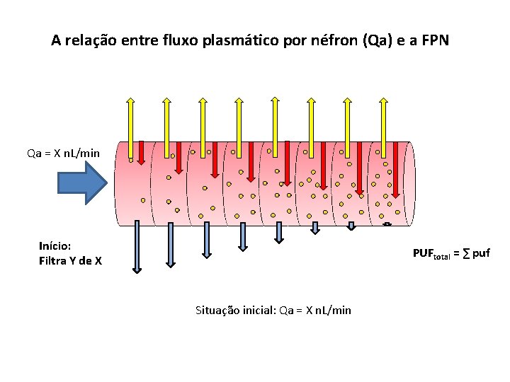 A relação entre fluxo plasmático por néfron (Qa) e a FPN Qa = X