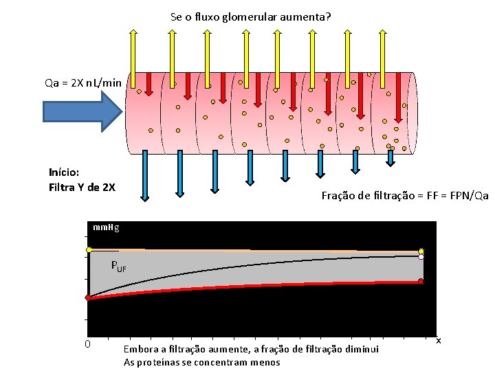 Se o fluxo glomerular aumenta? Qa = 2 X n. L/min Início: Filtra Y