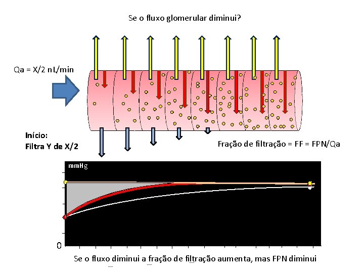 Se o fluxo glomerular diminui? Qa = X/2 n. L/min Início: Filtra Y de