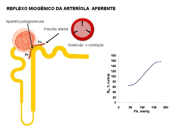 REFLEXO MIOGÊNICO DA ARTERÍOLA AFERENTE Aparelho justaglomerular Pressão arterial Ra Re Distensão contração 