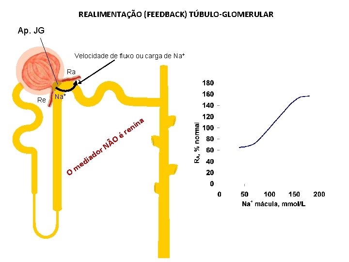 REALIMENTAÇÃO (FEEDBACK) TÚBULO-GLOMERULAR Ap. JG Velocidade de fluxo ou carga de Na+ Ra Re