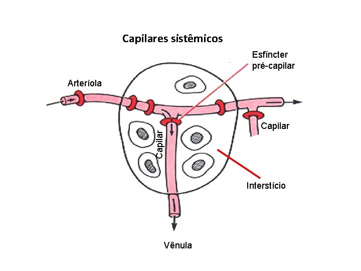 Capilares sistêmicos Esfíncter pré-capilar Capilar Arteríola Capilar Interstício Vênula 