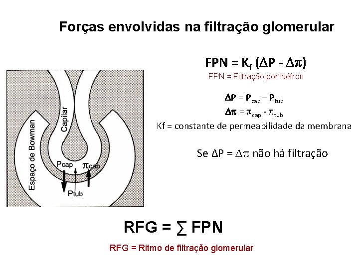 Forças envolvidas na filtração glomerular FPN = Kf ( P - ) FPN =