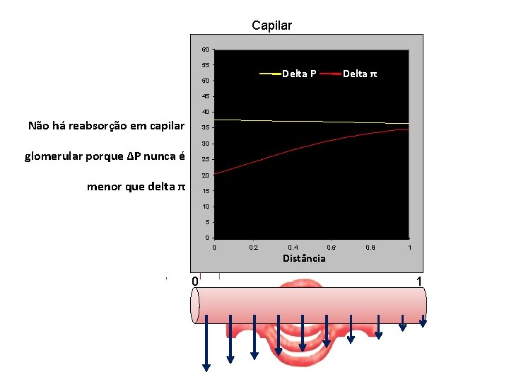 Capilar glomerular 60 55 Delta P 50 Delta π 45 40 Não há reabsorção