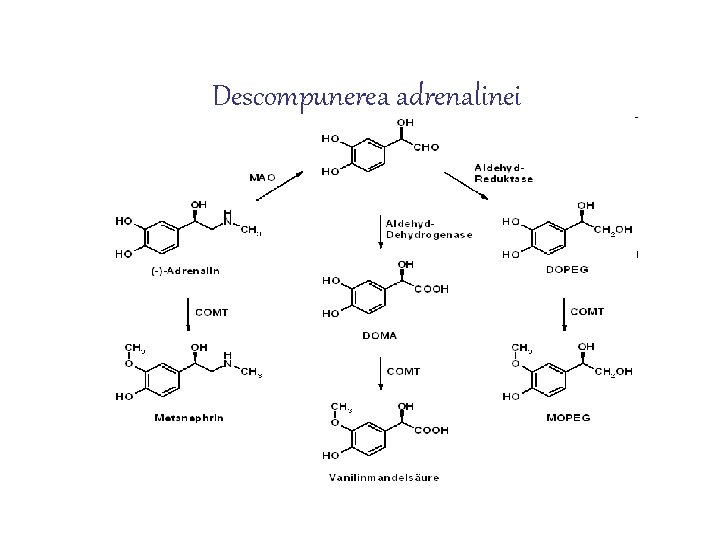 Descompunerea adrenalinei 