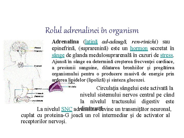 Rolul adrenalinei în organism Adrenalina (latină ad-adaugă, ren-rinichi) sau epinefrină, (suprarenină) este un hormon