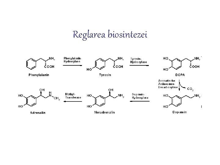 Reglarea biosintezei 