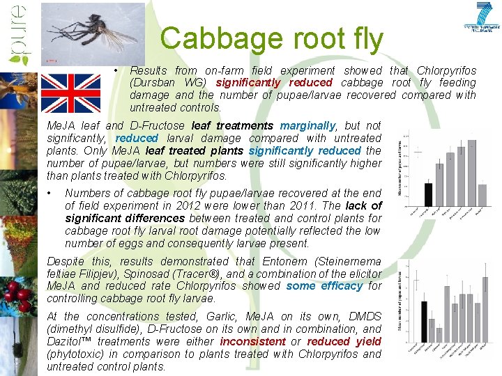 Cabbage root fly • Results from on-farm field experiment showed that Chlorpyrifos (Dursban WG)