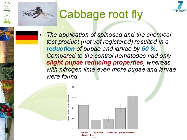 Cabbage root fly • The application of spinosad and the chemical test product (not