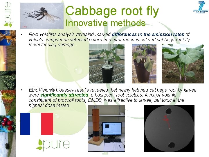 Cabbage root fly Innovative methods • Root volatiles analysis revealed marked differences in the