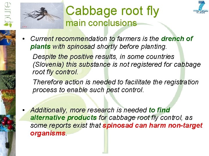Cabbage root fly main conclusions • Current recommendation to farmers is the drench of