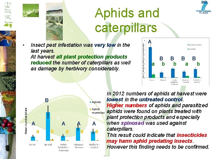 Aphids and caterpillars • Insect pest infestation was very low in the last years.
