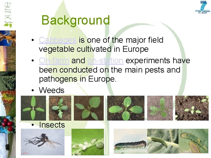 Background • Cabbages is one of the major field vegetable cultivated in Europe •