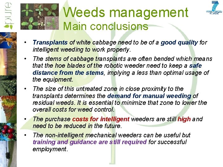 Weeds management Main conclusions • Transplants of white cabbage need to be of a