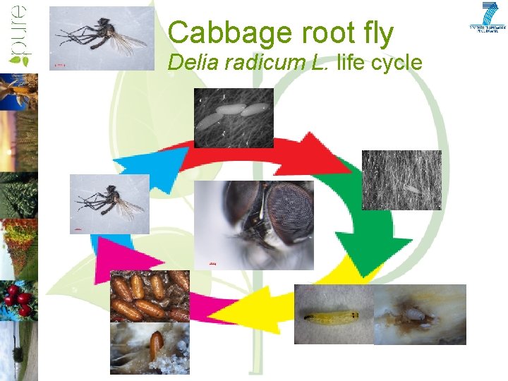 Cabbage root fly Delia radicum L. life cycle 