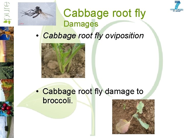 Cabbage root fly Damages • Cabbage root fly oviposition • Cabbage root fly damage